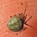 Theridion species
